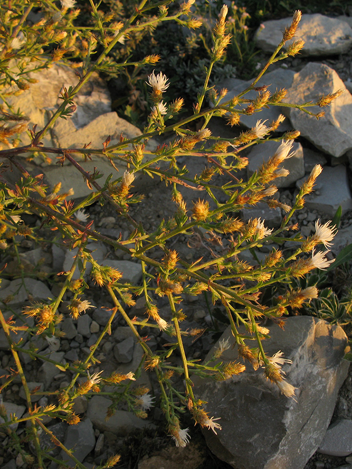 Image of Centaurea diffusa specimen.