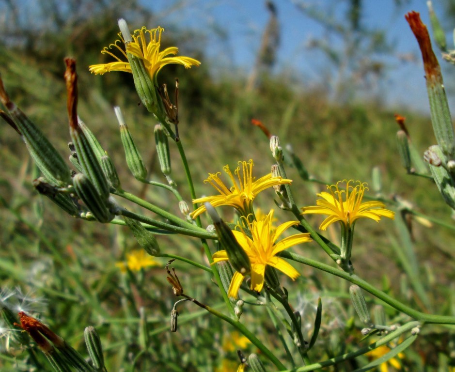 Image of Chondrilla juncea specimen.