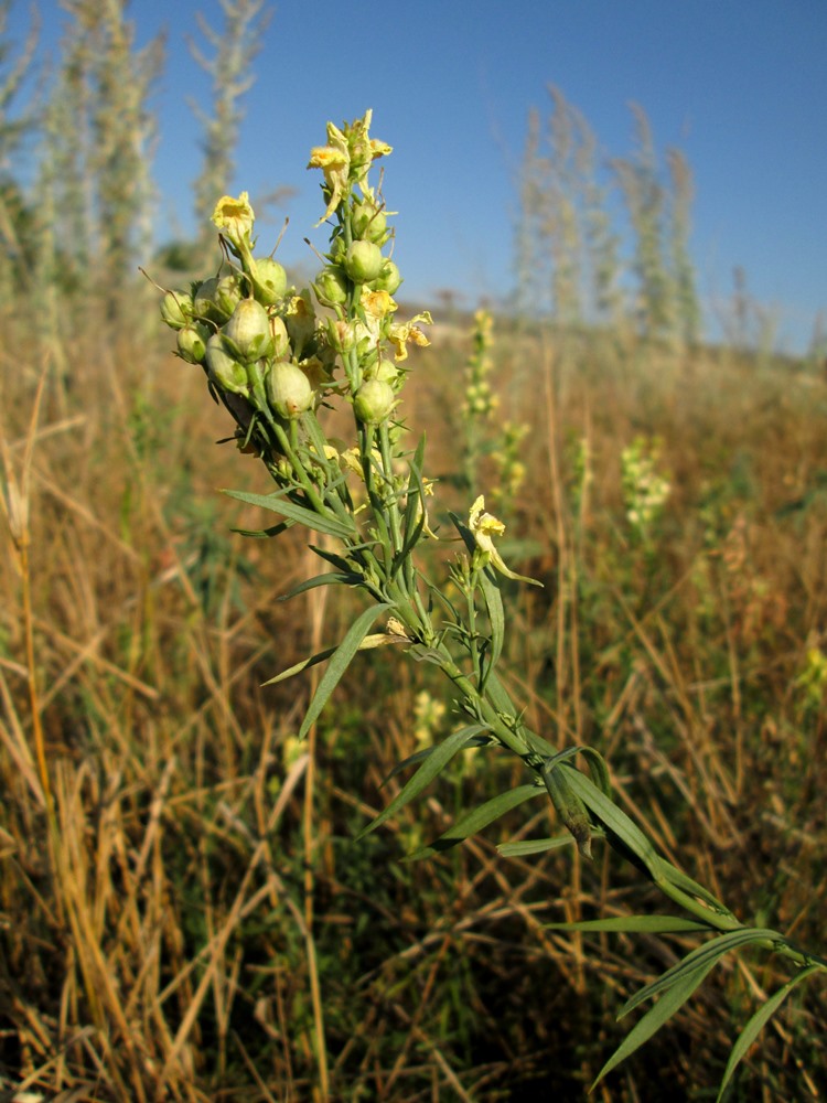 Image of Linaria ruthenica specimen.