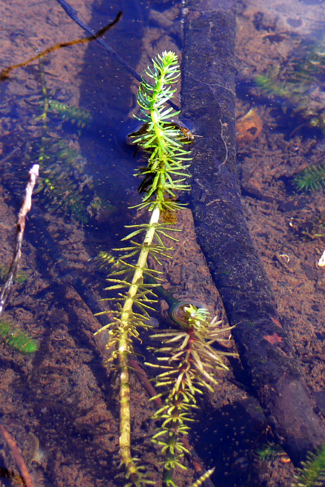 Image of Hippuris vulgaris specimen.