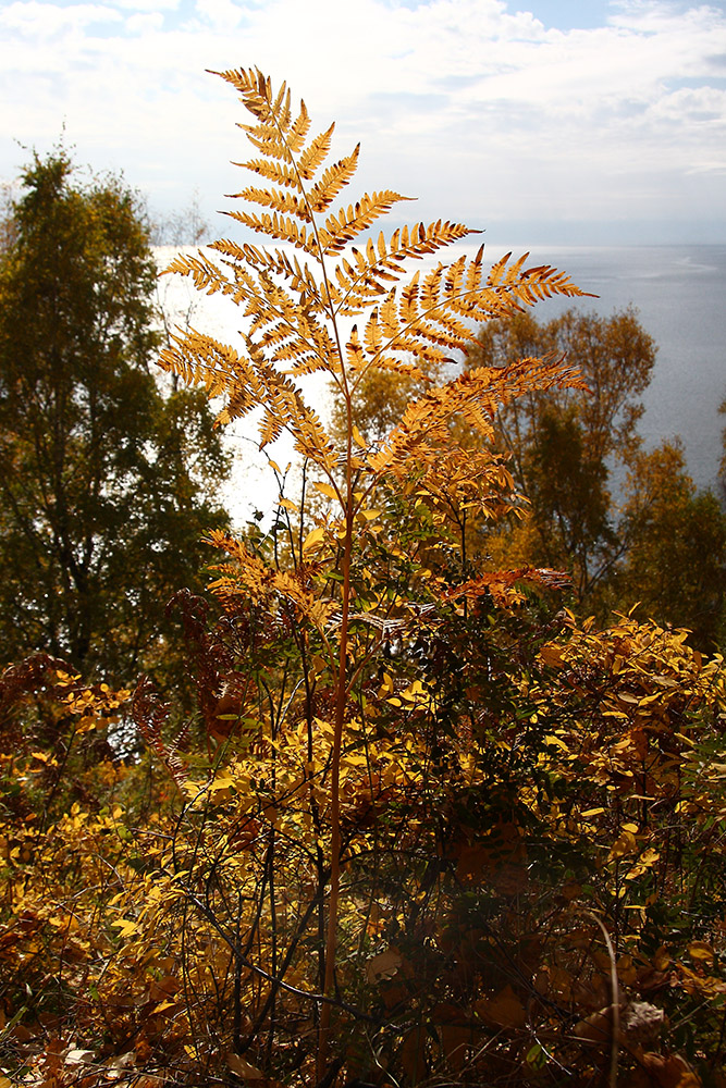 Изображение особи Pteridium pinetorum.