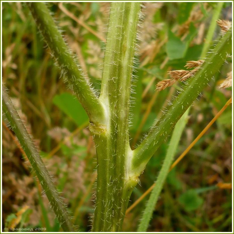 Изображение особи Sisymbrium loeselii.