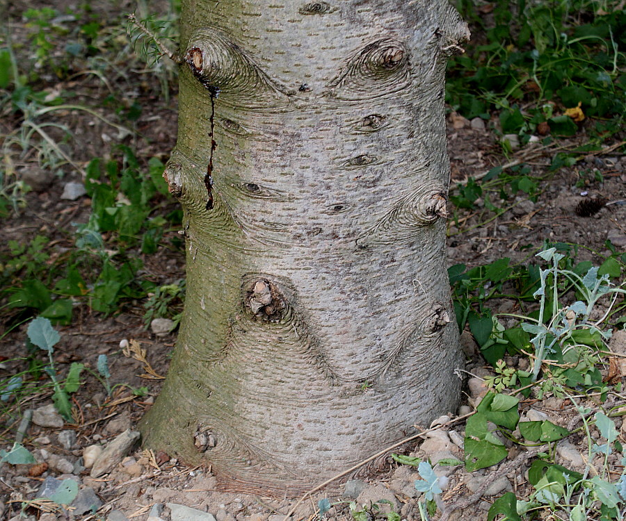 Изображение особи Abies lasiocarpa.