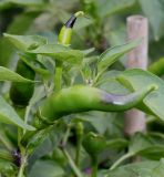 Capsicum annuum. Плоды и листья (Capsicum frutescens L.). Германия, г. Krefeld, Ботанический сад. 20.08.2013.