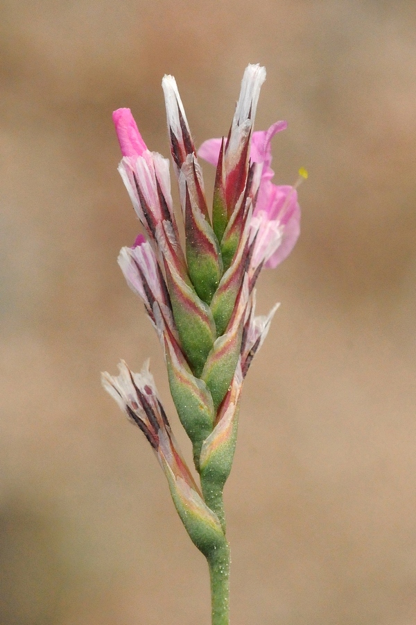 Image of Acantholimon alatavicum specimen.