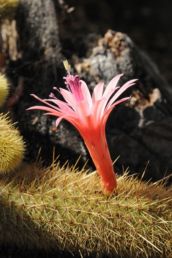 Image of Cleistocactus winteri specimen.