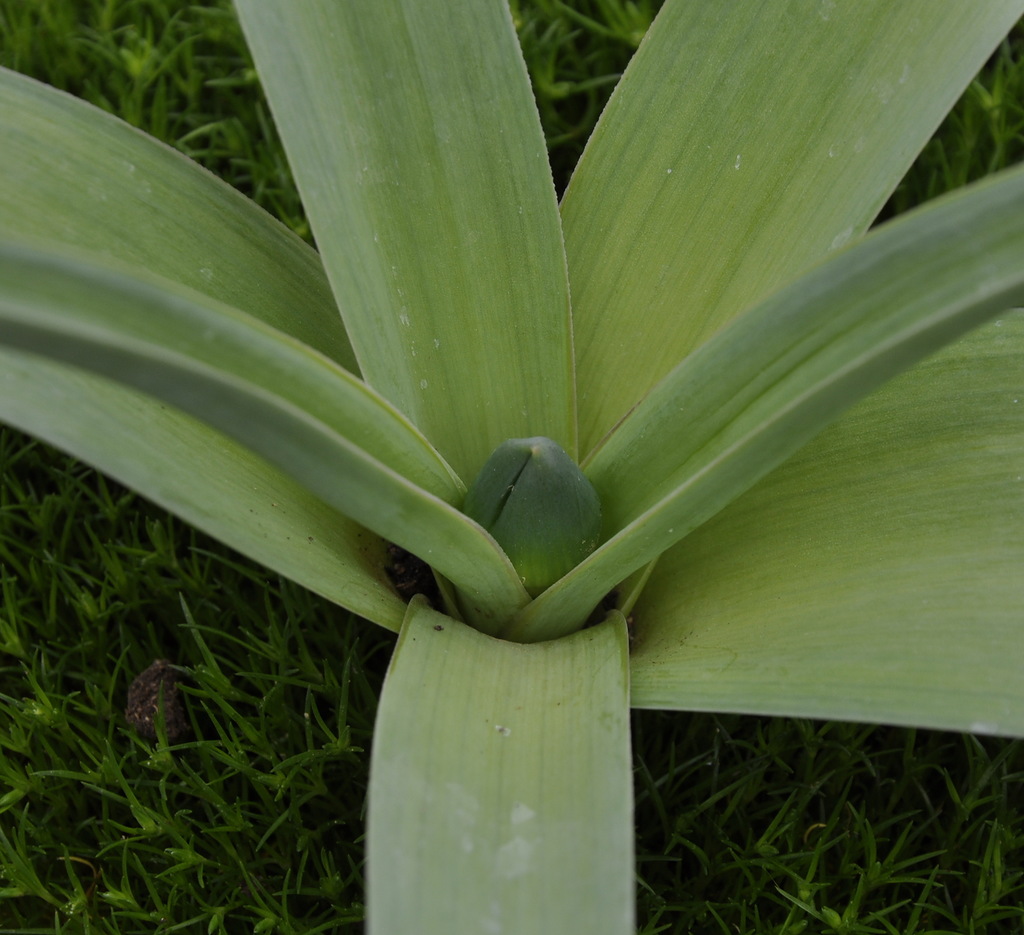 Image of Allium cyrilli specimen.