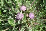 Cirsium esculentum. Верхушка цветущего растения. Восточный Казахстан, Уланский р-н, окр. с. Украинка, луг. 18.08.2010.