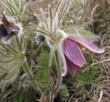 Pulsatilla ucrainica