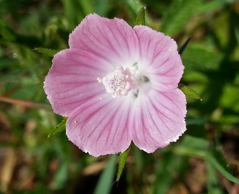 Image of Malva setigera specimen.