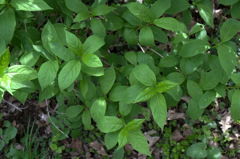 Image of Lonicera alpigena specimen.