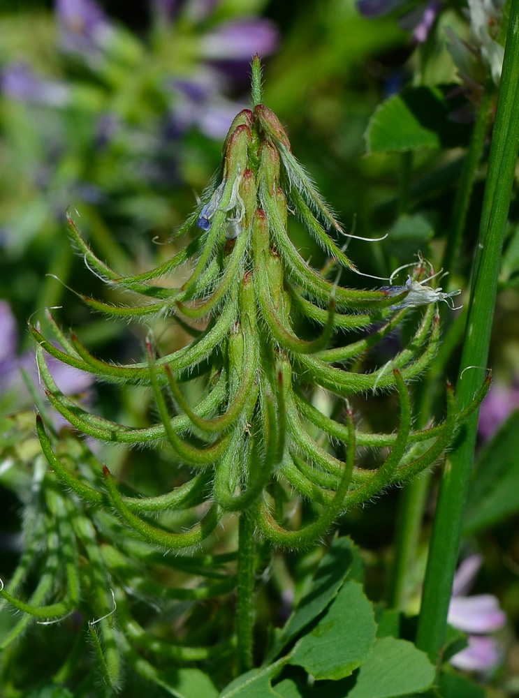 Image of Trigonella lilacina specimen.