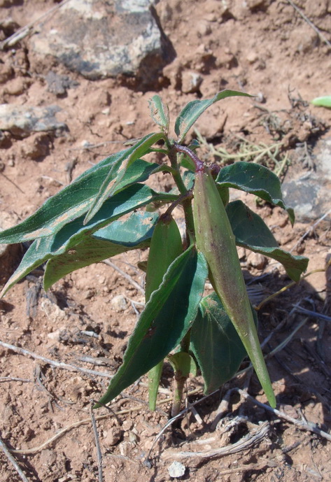 Image of Vincetoxicum mugodsharicum specimen.