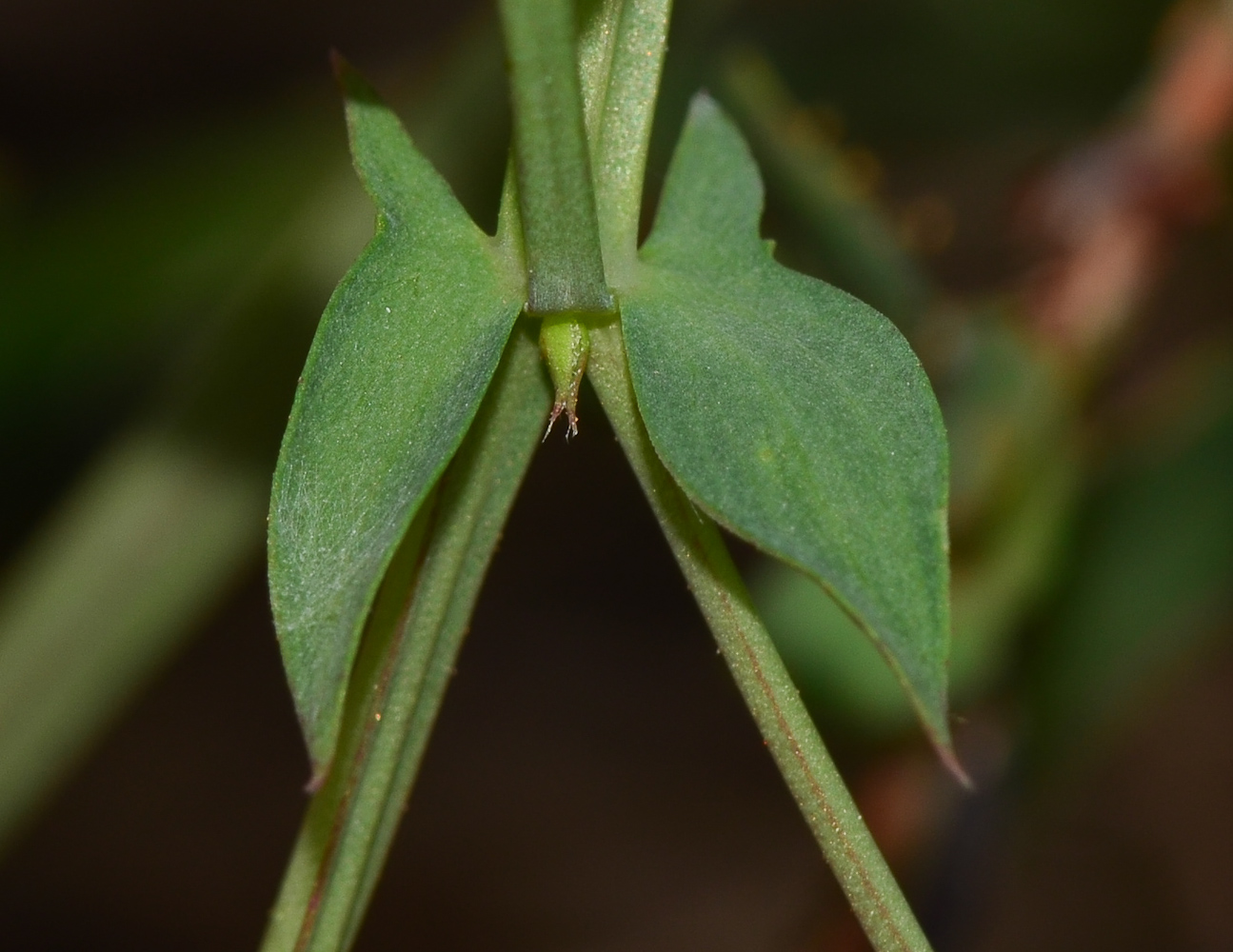 Image of Lathyrus marmoratus specimen.