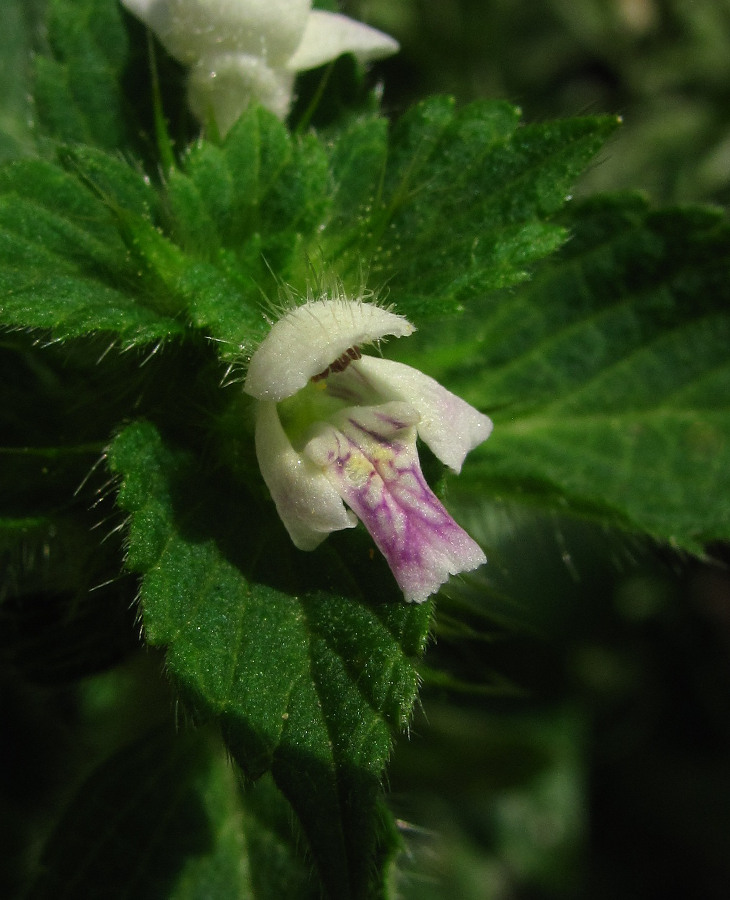 Image of Galeopsis bifida specimen.