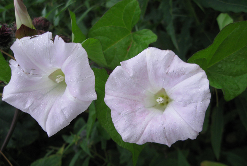 Image of Calystegia spectabilis specimen.