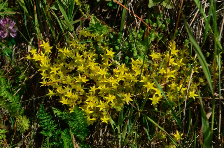 Image of Sedum acre specimen.