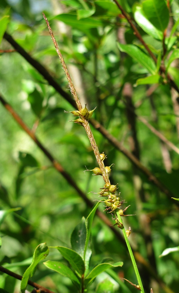 Image of Carex rhynchophysa specimen.