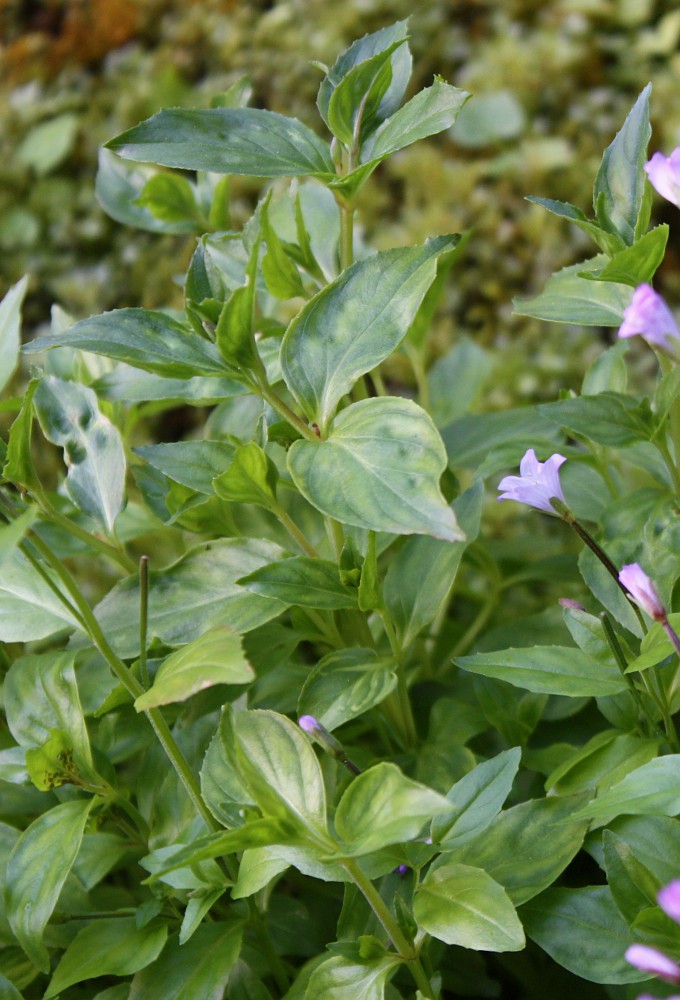 Изображение особи Epilobium alsinifolium.