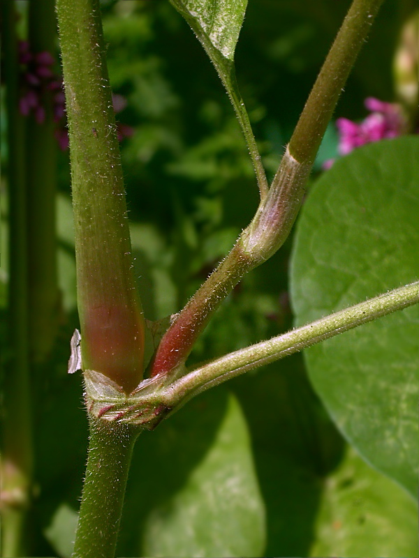 Image of Persicaria orientalis specimen.