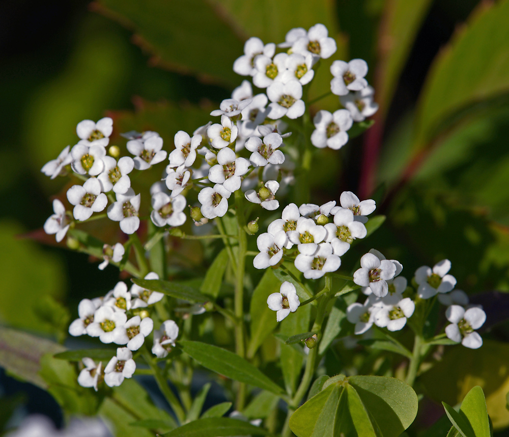 Изображение особи Lobularia maritima.