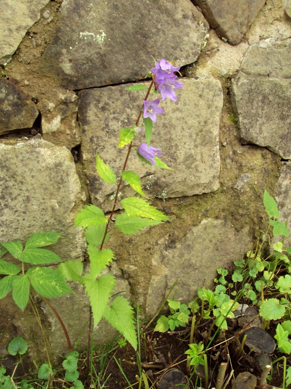 Image of Campanula rapunculoides specimen.