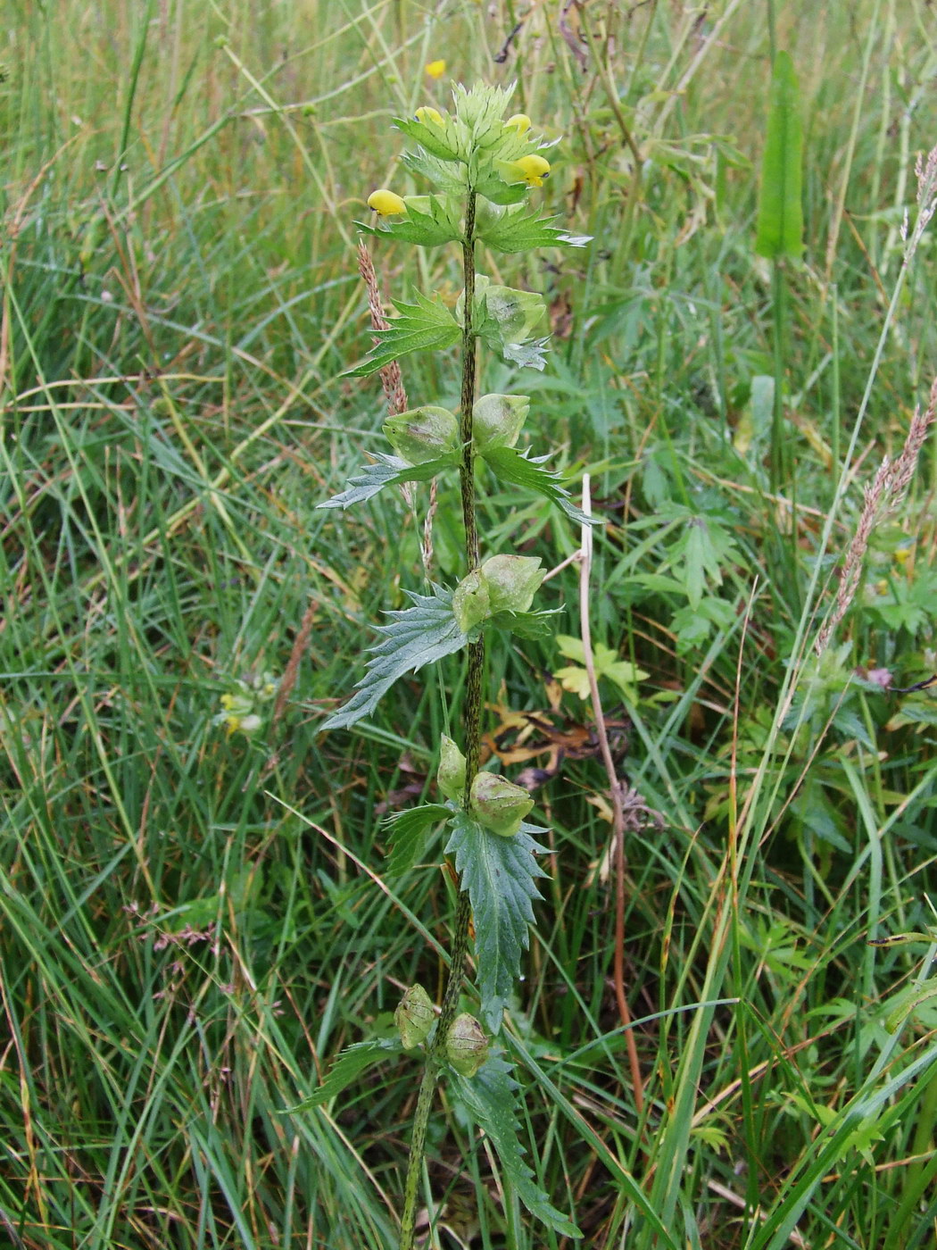 Image of Rhinanthus groenlandicus specimen.