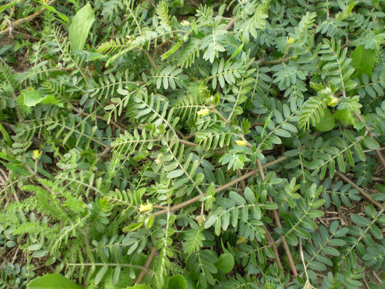 Изображение особи Tribulus terrestris.