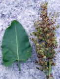 Rumex confertus. Прикорневой лист и часть соплодия. Кольский полуостров, Североморский р-н, пос. Росляково. 24.09.2009.