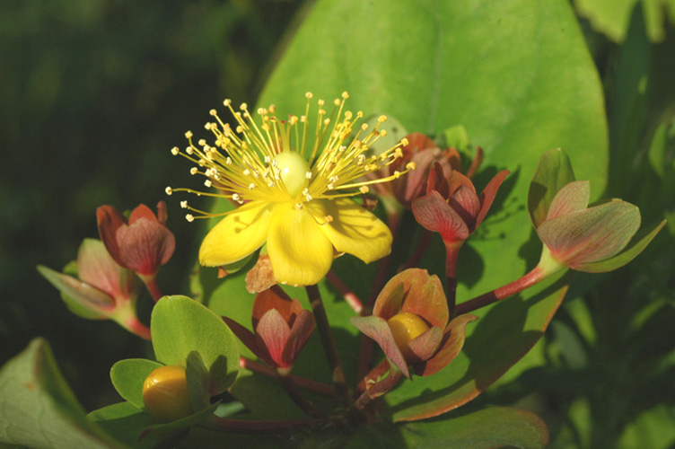 Image of Hypericum androsaemum specimen.