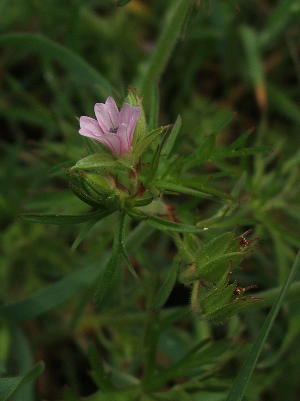 Image of Geranium dissectum specimen.