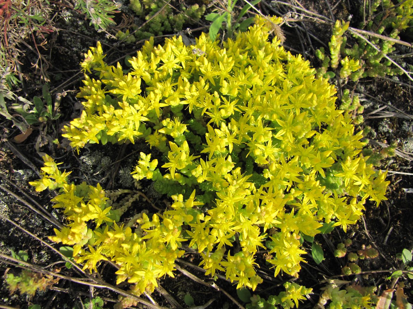 Image of Sedum acre specimen.