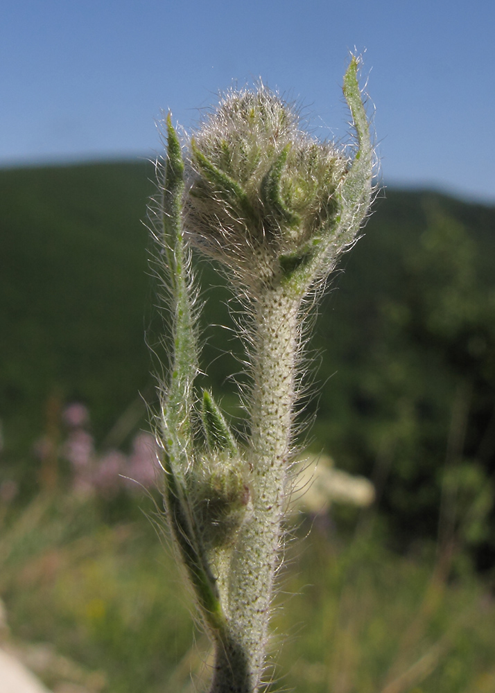 Image of Pilosella &times; auriculoides specimen.