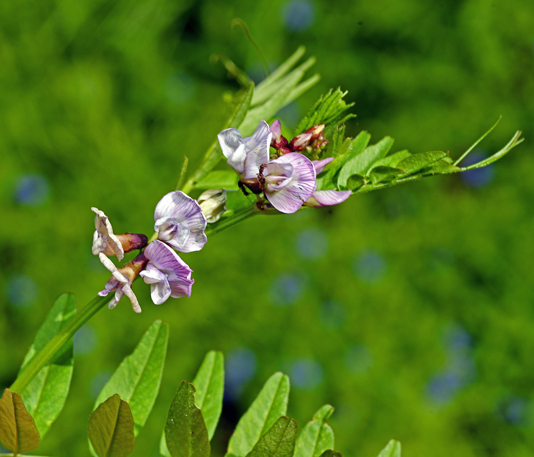 Изображение особи Vicia sepium.