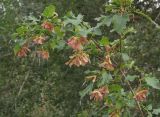 Acer tataricum