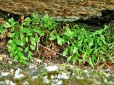 Asplenium × alternifolium. Растение в расщелине гранита. Украина, Донецкая обл., заповедник \"Каменные могилы\". 13.06.2007.