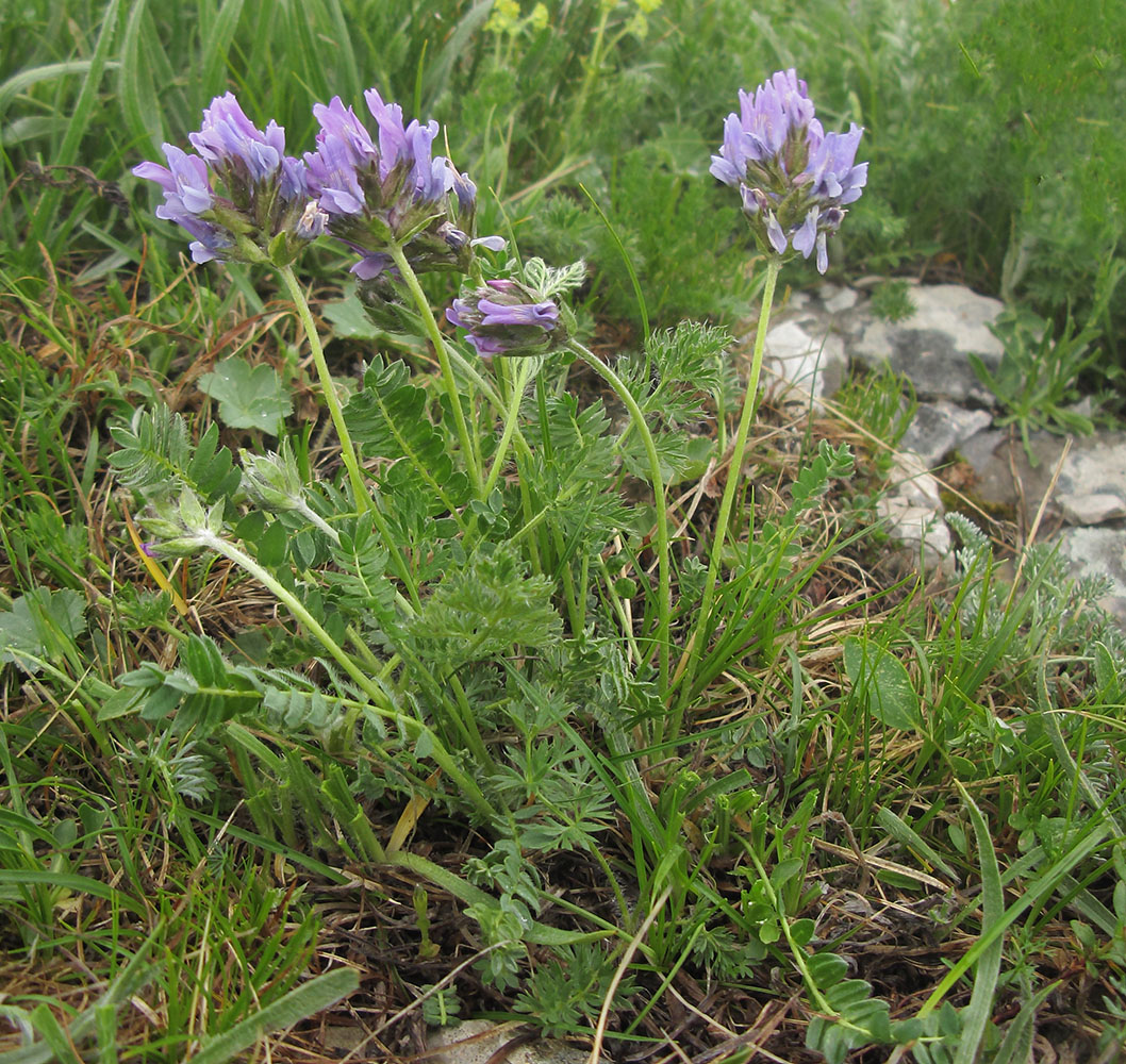 Изображение особи Oxytropis lazica.