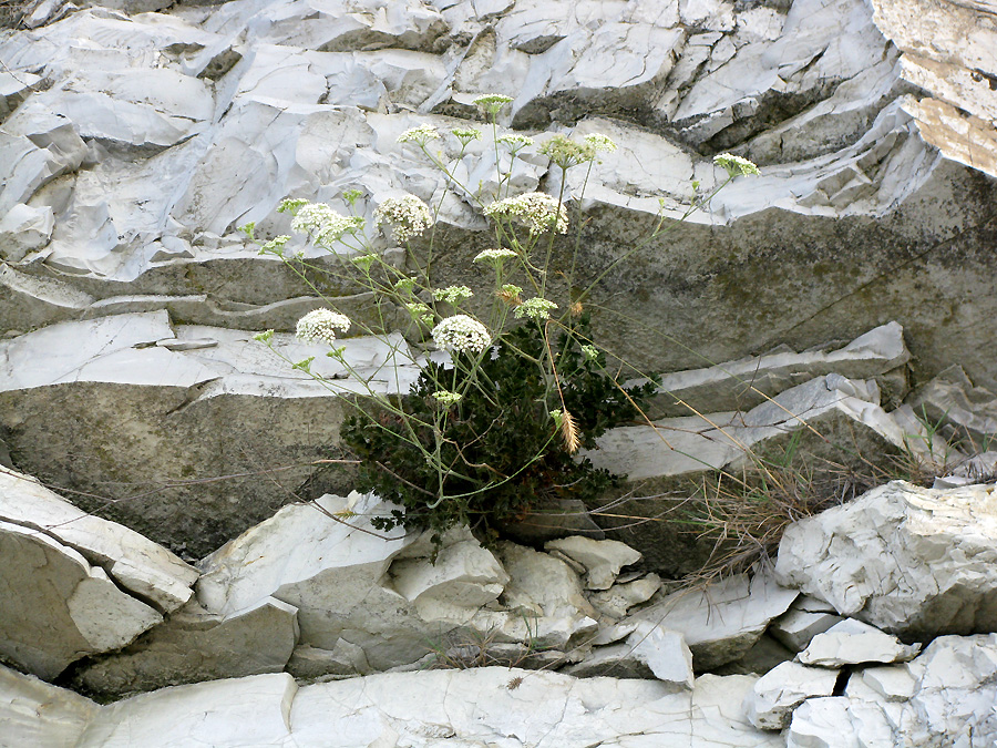 Image of Pimpinella tragium specimen.