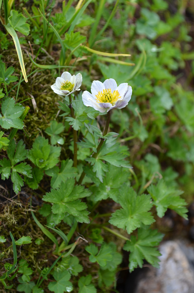 Изображение особи Trollius komarovii.