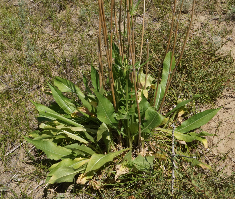 Image of Dipsacus dipsacoides specimen.