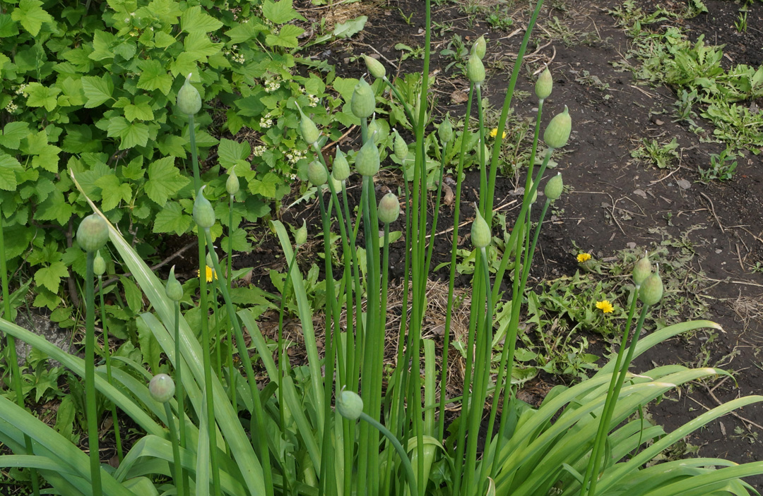 Image of Allium rosenorum specimen.