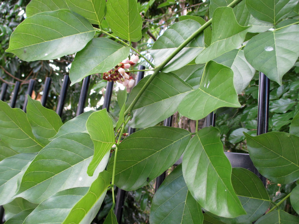 Изображение особи Pongamia pinnata.