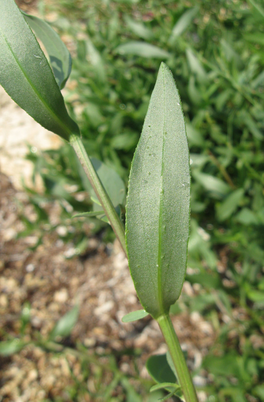 Image of genus Tripolium specimen.