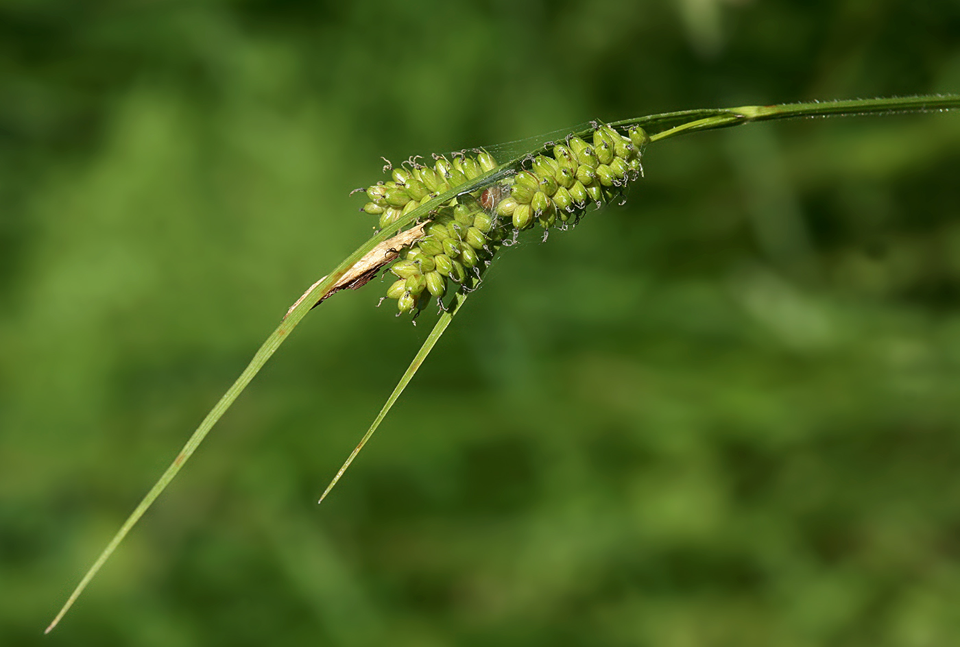 Изображение особи Carex pallescens.