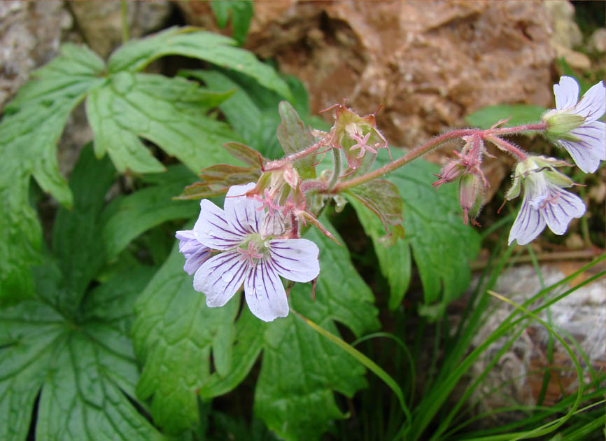 Изображение особи Geranium krylovii.