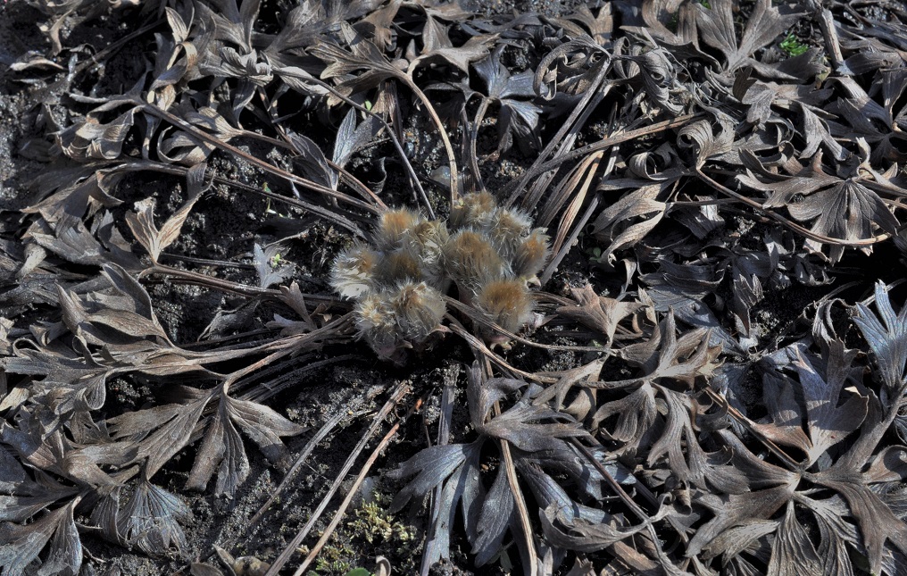 Изображение особи Pulsatilla patens.