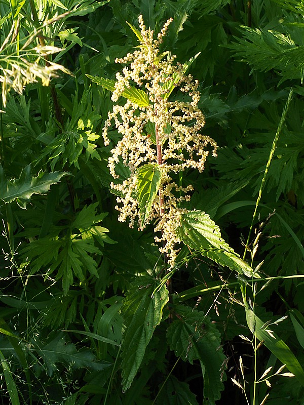 Image of Urtica dioica specimen.