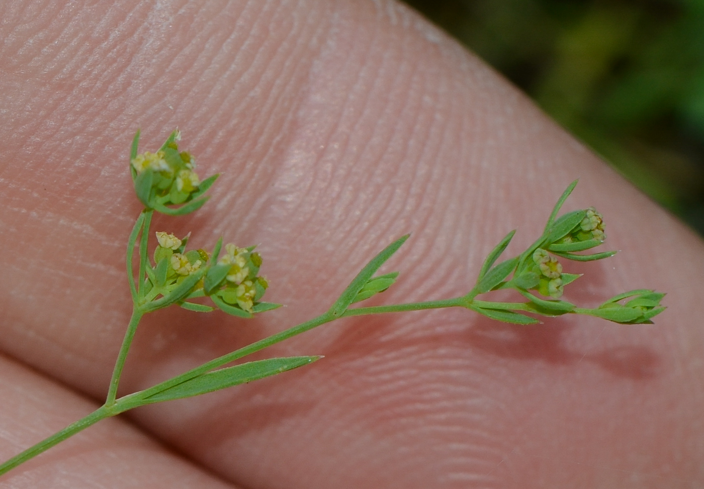 Изображение особи Bupleurum semicompositum.