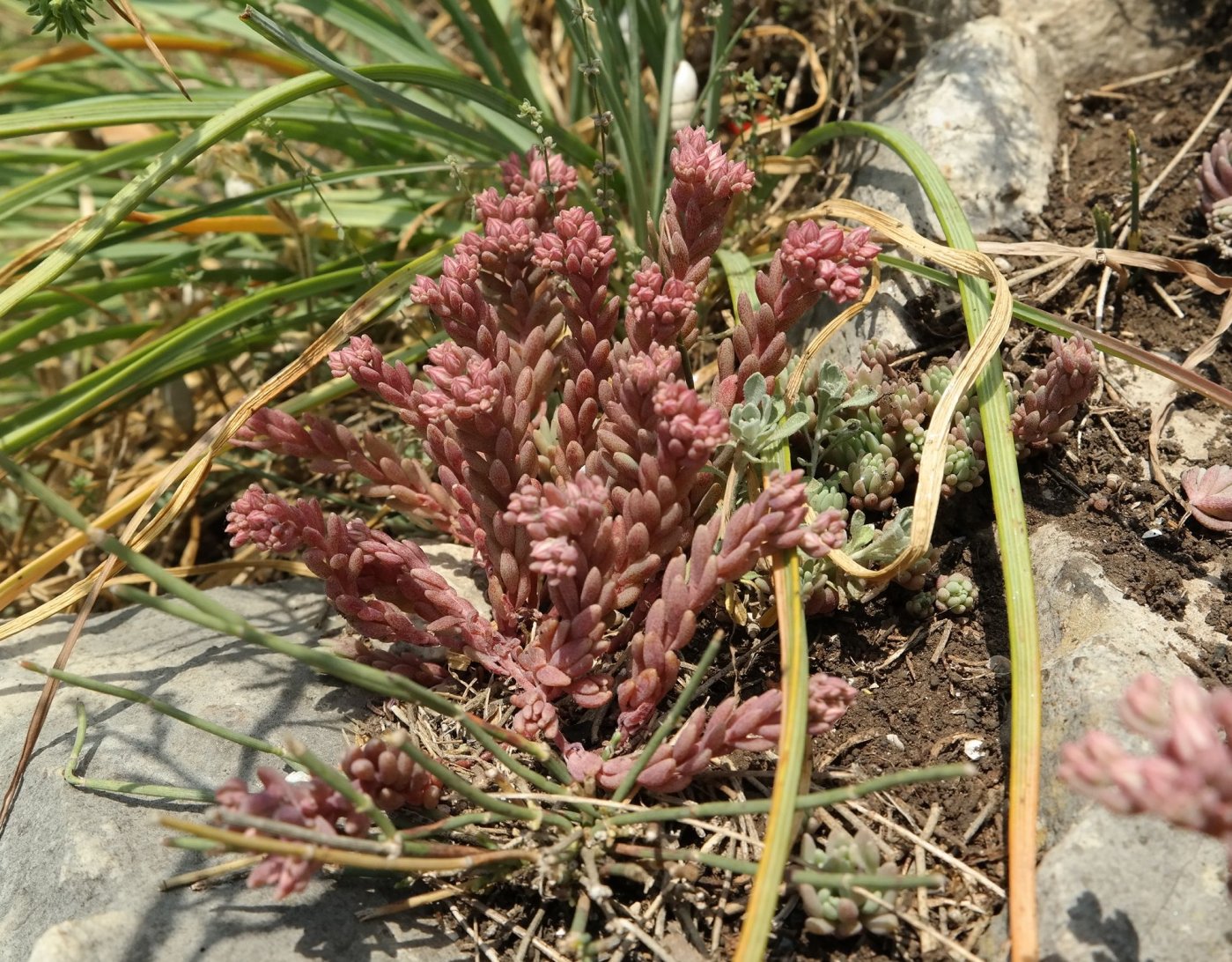 Image of Sedum hispanicum specimen.