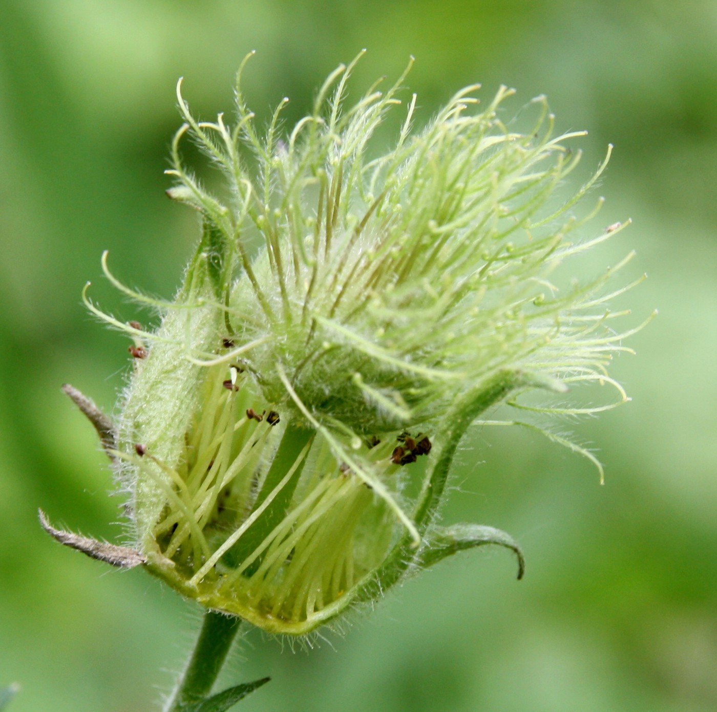Image of Geum × intermedium specimen.
